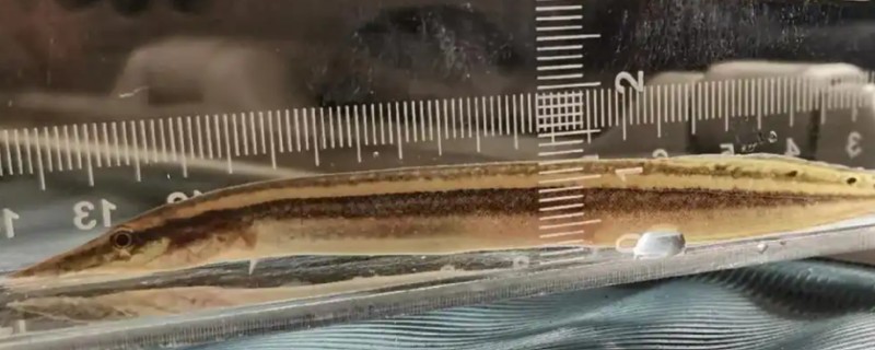 棘鳅是什么鱼？