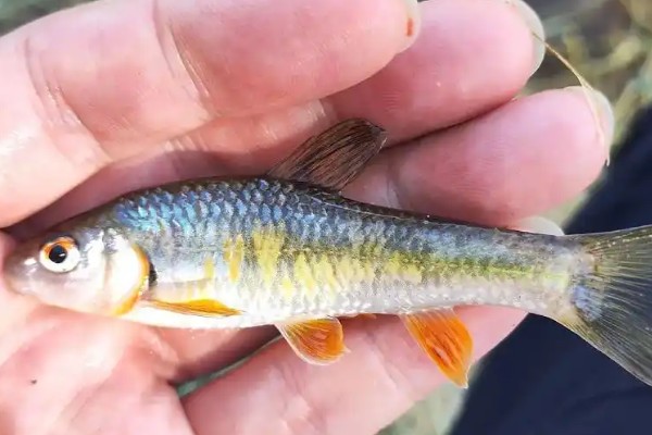 川西鳈是什么鱼?