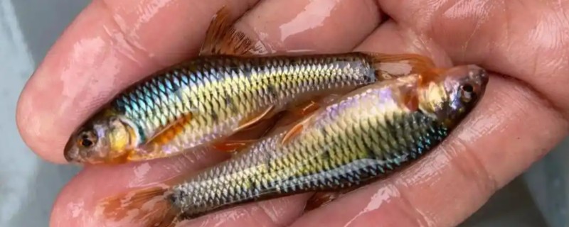 川西鳈是什么鱼？