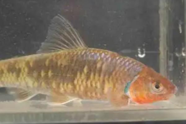 川西鳈是什么鱼?