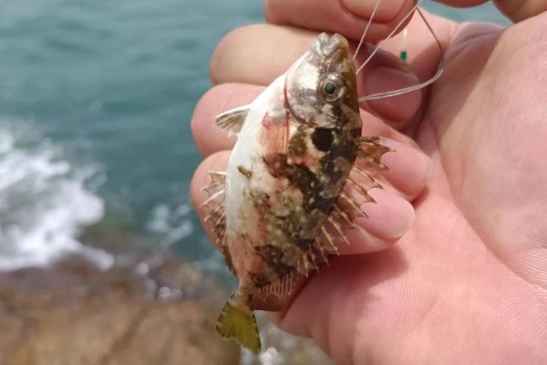 臭肚是什么鱼？