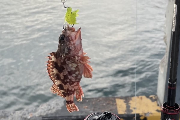 褐菖鲉是什么鱼?