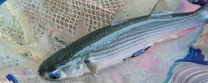 鲻是什么鱼?