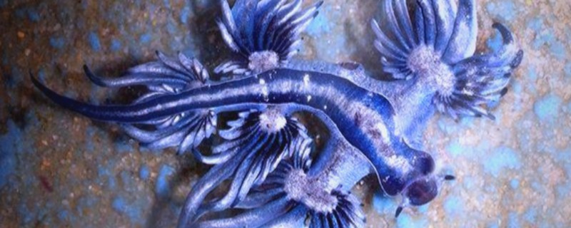 蓝海龙是什么鱼?