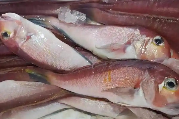 白方头鱼是什么鱼?