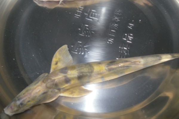 斑鳍沙鳅是什么鱼?