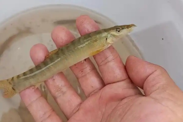 斑鳍沙鳅是什么鱼?