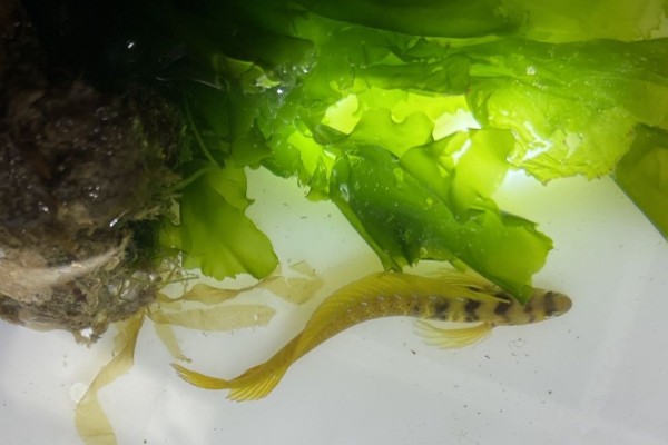 美肩鳃鳚是什么鱼?