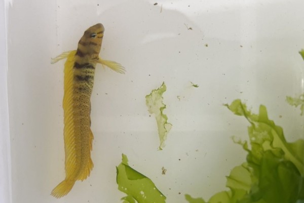 美肩鳃鳚是什么鱼?