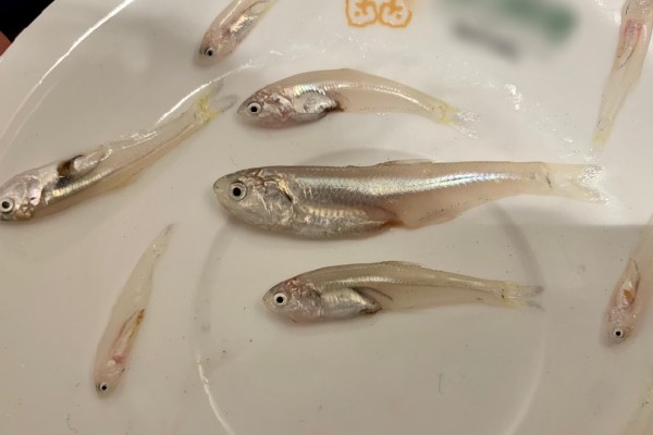 中颌棱鳀是什么鱼?