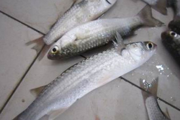 中颌棱鳀是什么鱼?
