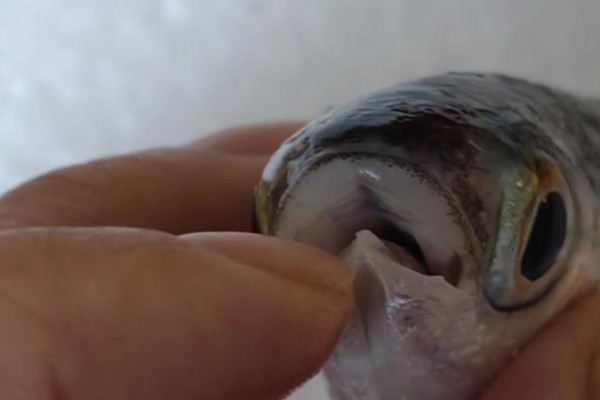 长鳓是什么鱼?