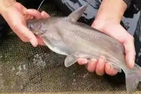 白骨鱼是什么鱼？