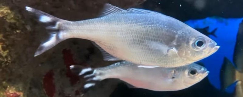 花尾汤鲤是什么鱼？