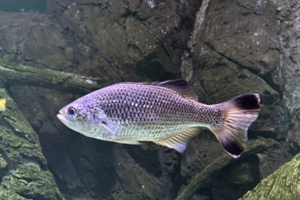 花尾汤鲤是什么鱼？