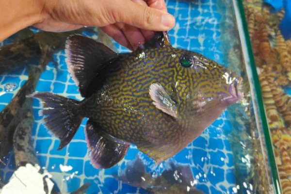 黑副鳞鲀是什么鱼？
