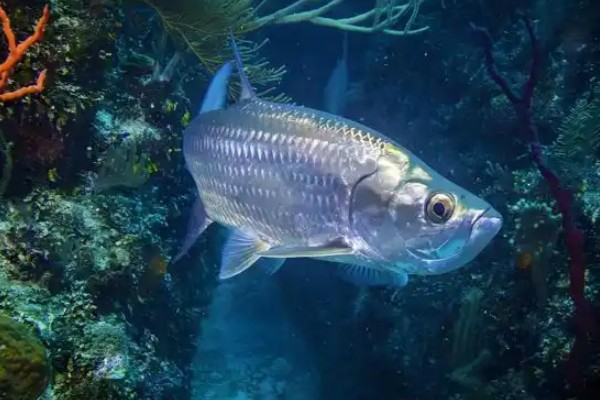 海鲢是什么鱼？
