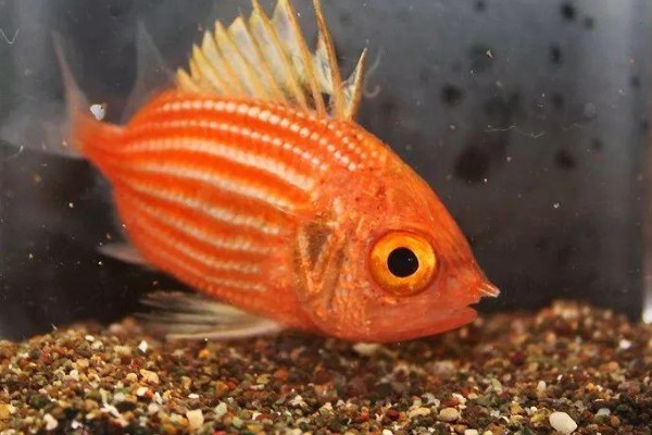 金鳞鱼是什么鱼？