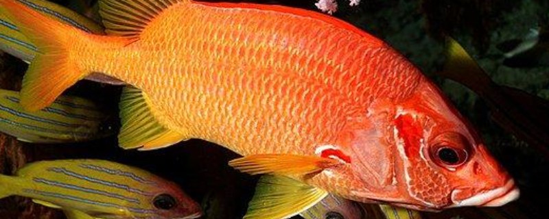 金鳞鱼是什么鱼？