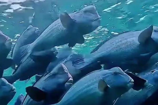日本拟隆头鱼是什么鱼?