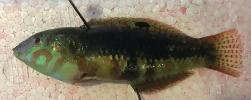 臀点海猪鱼是什么鱼？