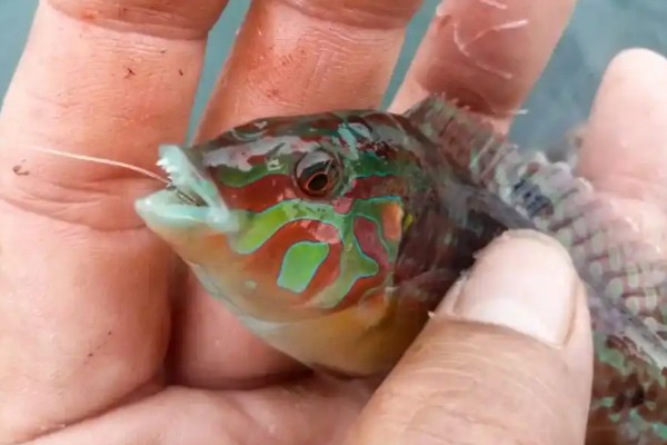 臀点海猪鱼是什么鱼？