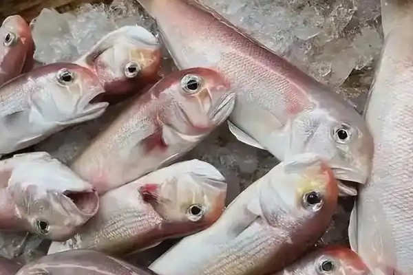幽灵方头鱼是什么鱼?