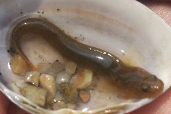 竿鰕虎鱼是什么鱼?