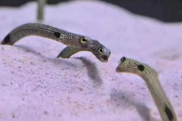 花点糯鳗是什么鱼?