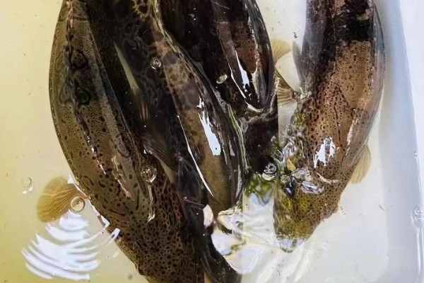 高体鳜是什么鱼？