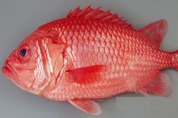 红鳂是什么鱼?