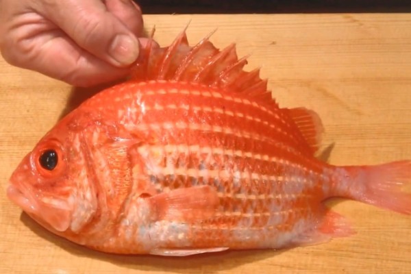 紫色锯鳞鱼是什么鱼?