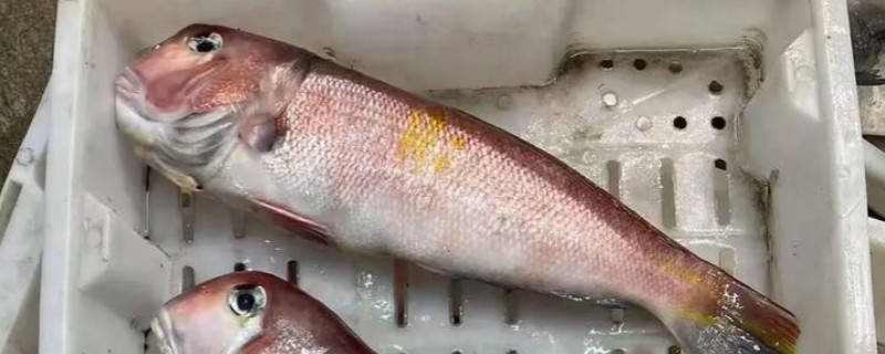 日本马头鱼是什么鱼？