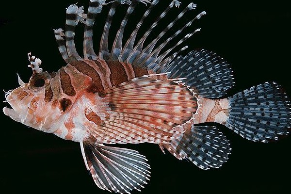 花斑短鳍蓑鲉是什么鱼?
