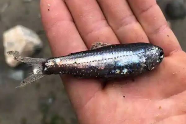 条带眶灯鱼是什么鱼?