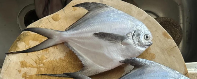 灰鲳是什么鱼?