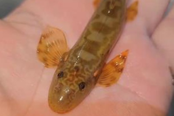 缨口鳅是什么鱼?