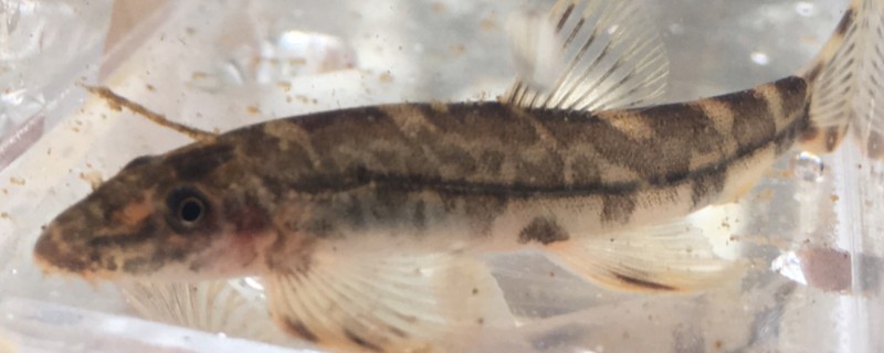 缨口鳅是什么鱼?