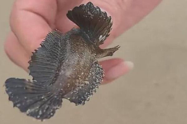 囊头鲉是什么鱼？