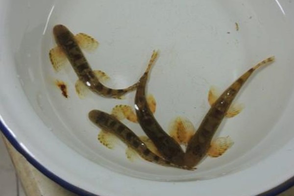 缨口鳅是什么鱼?