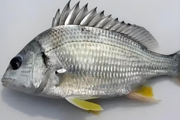 黄鳍棘鲷是什么鱼？