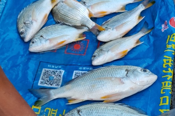 黄鳍棘鲷是什么鱼？