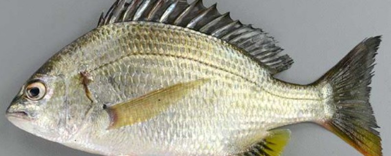 黄鳍棘鲷是什么鱼？
