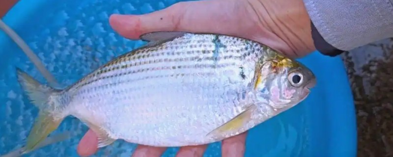高鼻海鰶是什么鱼?