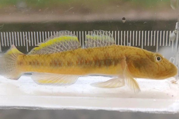 恒春吻虾虎鱼是什么鱼？