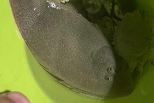 东方鞋底鱼是什么鱼？