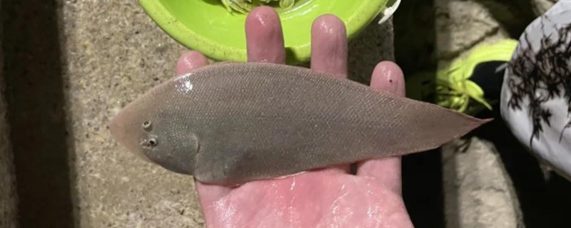 东方鞋底鱼是什么鱼?