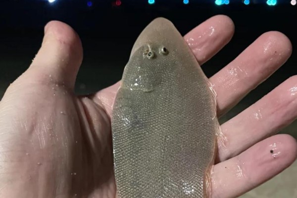 东方鞋底鱼是什么鱼？