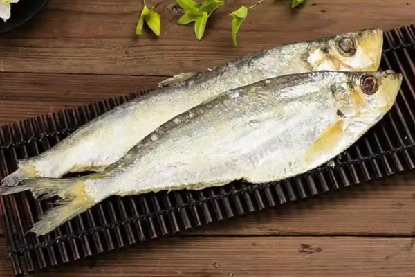 大眼鳓是什么鱼?