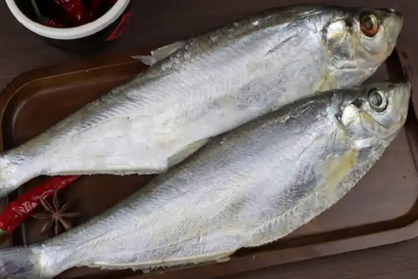 大眼鳓是什么鱼?
